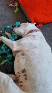 Dixie photo 4