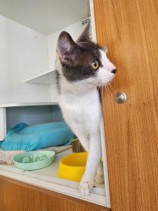 M12 - Erin Hunter photo 2
