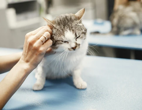 Essential Pet Health Tips