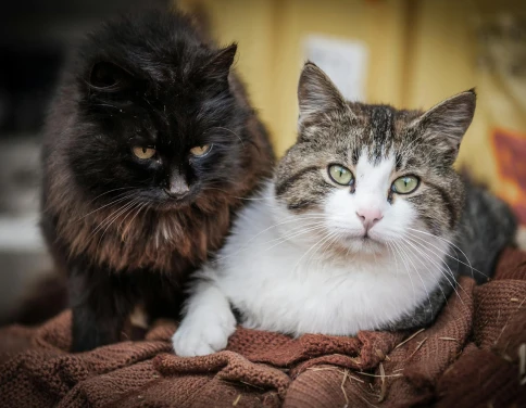 Understanding Cat Behaviour
