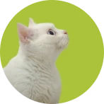 White Cat