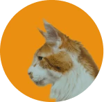 Brown Cat