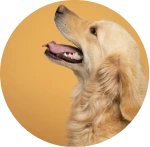 Golden Dog