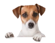 Dog Image