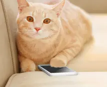 Cat Adoption checklist & considerations