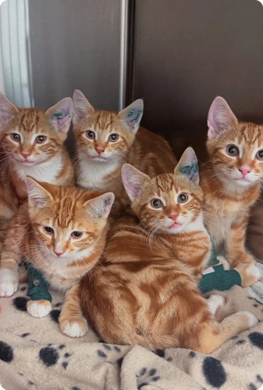 A Peek Inside Our Cat Boarding Image 1