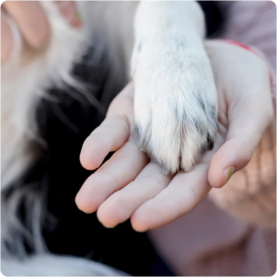 Home Euthanasia