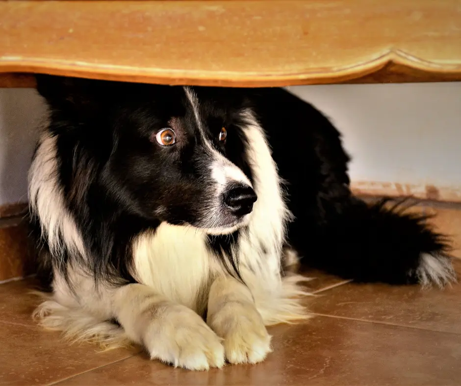How Can You Calm a Scared Rescue Dog?