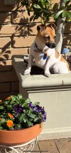 Chip (In Foster Care)