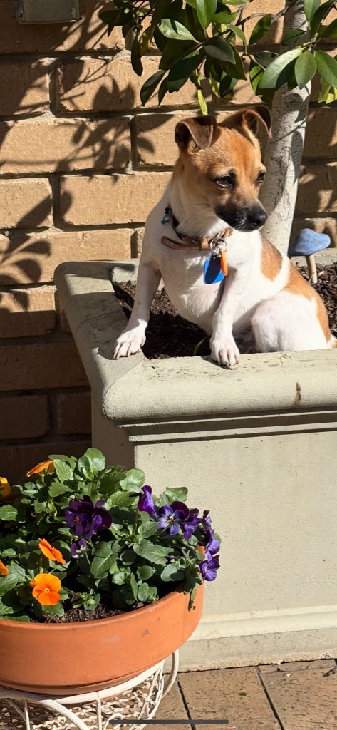 Chip (In Foster Care)
