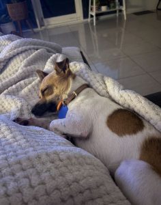 Chip (In Foster Care) photo 3