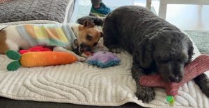 Chip (In Foster Care) photo 4