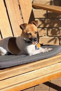 Chip (In Foster Care) photo 6