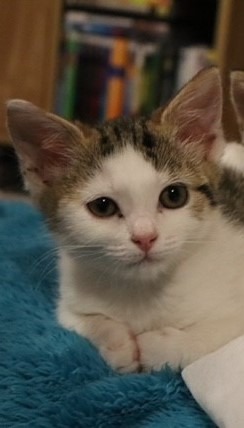 Meow