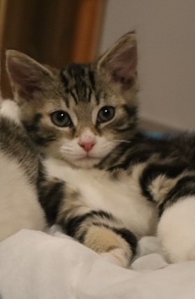 Pip