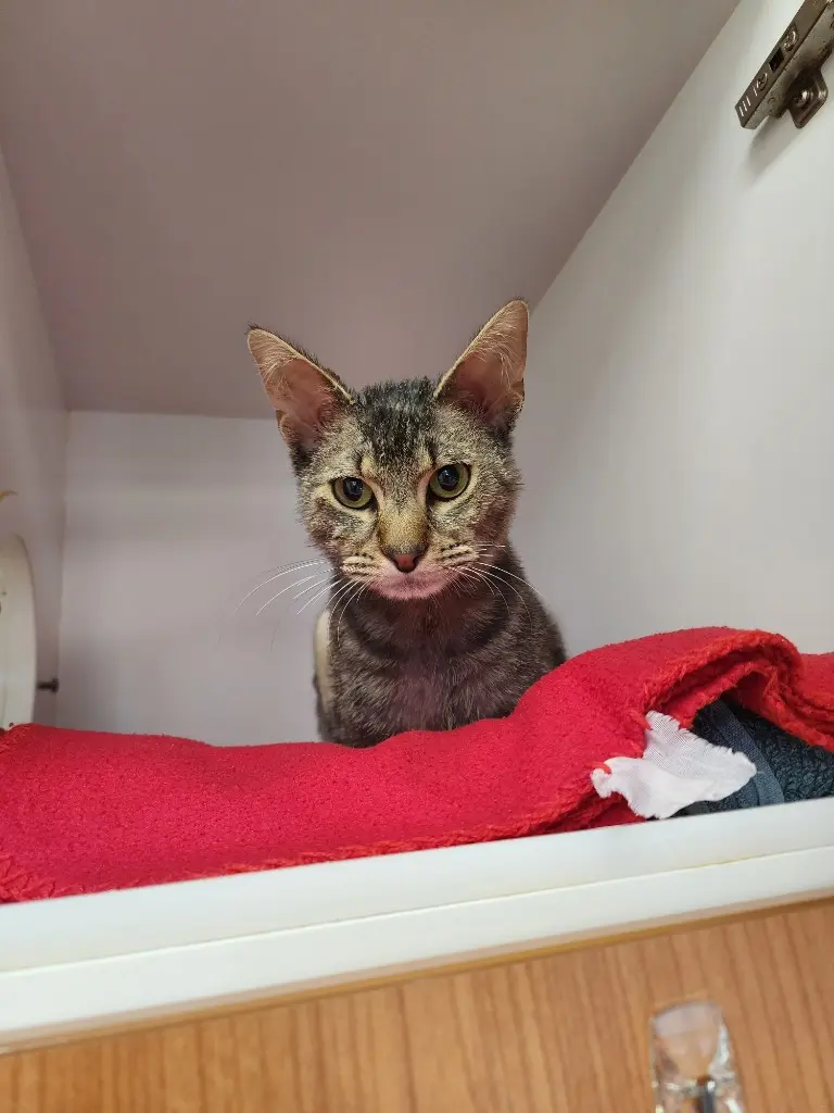 How to Keep the Litter Box from Smelling
