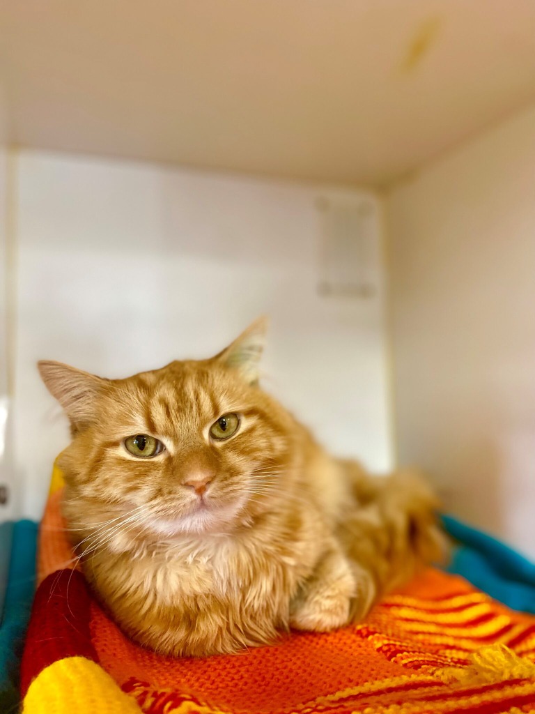 Shere Kahn
