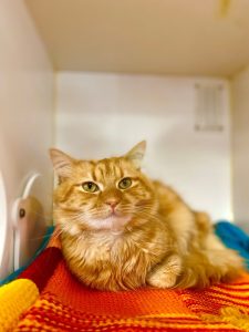 Shere Kahn photo 3
