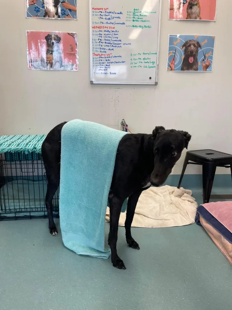 Bath and Towel Dry