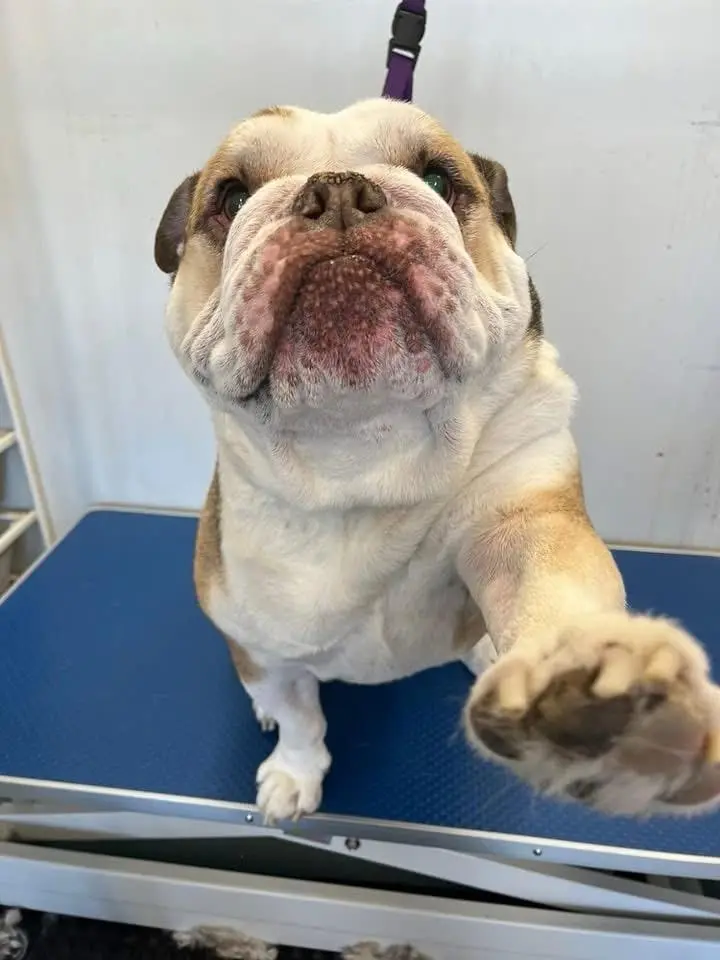Nail Trim