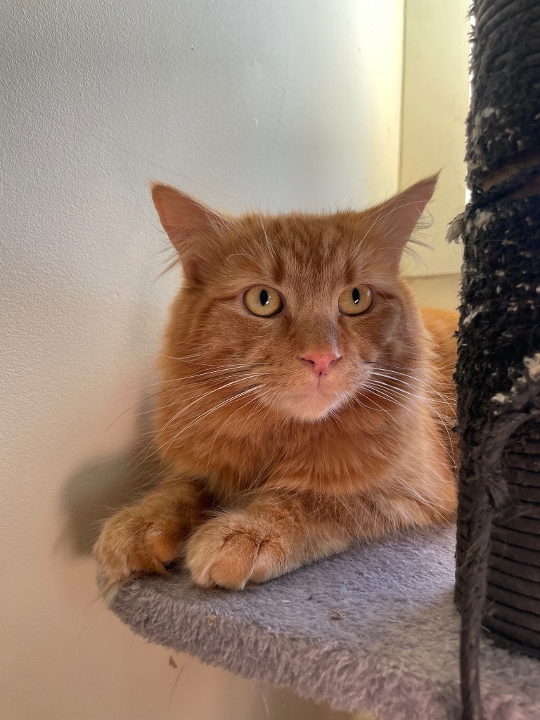 Brooklyn (In Foster Care)