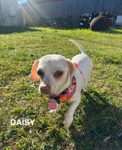 Daisy🌼