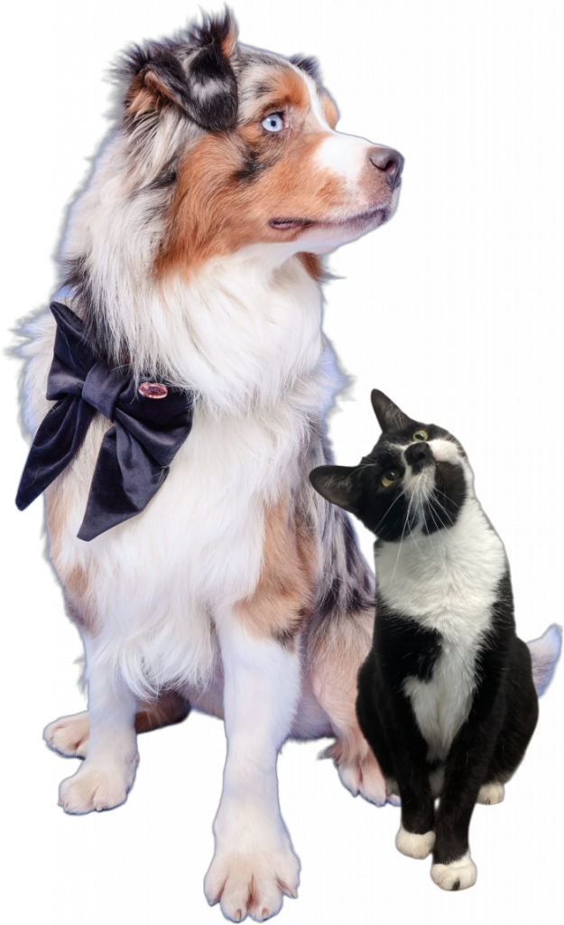 A large dog wearing a dark bow tie sits beside a black-and-white cat looking upward to the right.