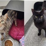 Two cats: a tabby peeking from a gray pet house with a pink bed and food bowl nearby, and a black cat standing on a speckled floor looking up.