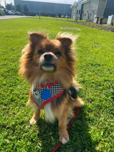 Bobo photo 3