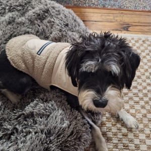Rufus (In Foster Care) photo 2