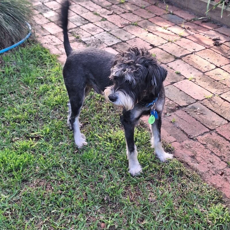 Rufus (In Foster Care)