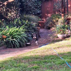 Rufus (In Foster Care) photo 4