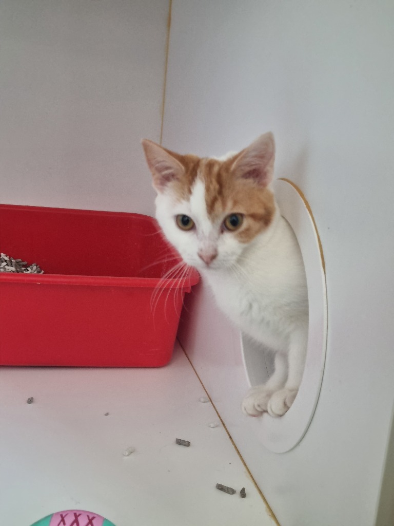 Tyrion