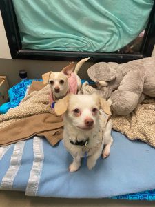 Lilypad and Smarty (Bonded Pair) photo 1