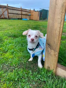 Lilypad and Smarty (Bonded Pair) photo 6