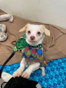 Lilypad and Smarty (Bonded Pair) photo 7