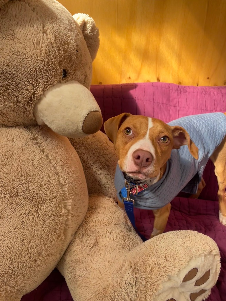 Benson Bee (B.B)
