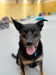 Brodie photo 3