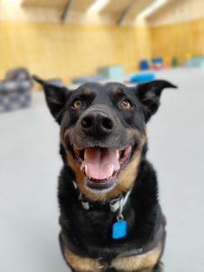 Brodie photo 4