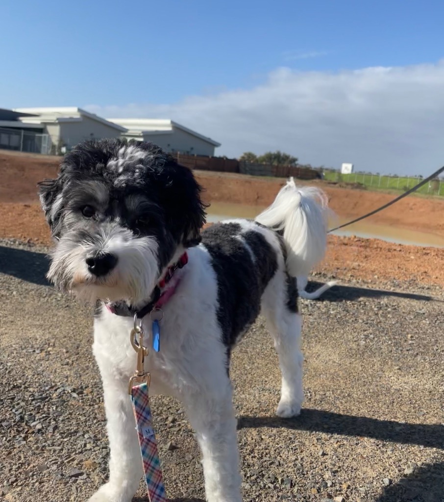 Daisy (In Foster Care)