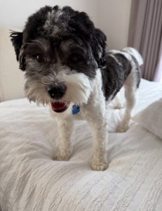 Daisy (In Foster Care) photo 3