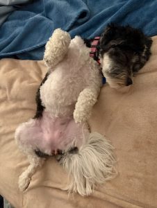 Daisy (In Foster Care) photo 5
