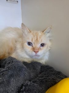 Finnegan