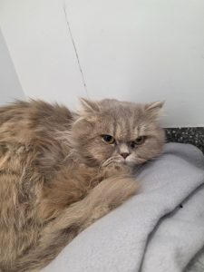 Fluff Master
