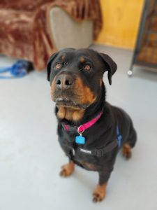 Jessie photo 4