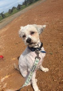 Ollie (FOSTER ONLY)