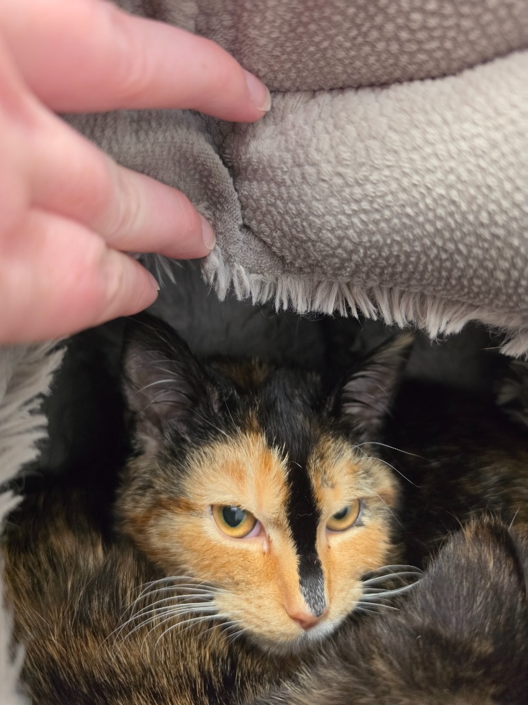 Pattsy