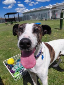 Terry