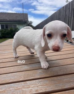 The Chihuahua Puppies! photo 4