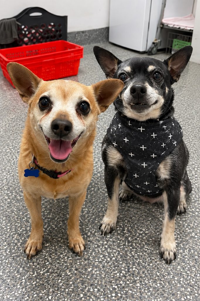 Xena and Nitro (Bonded Pair) (In Foster Care)